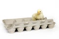 Chick in an egg carton Royalty Free Stock Photo