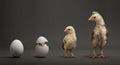 Chick and egg Royalty Free Stock Photo