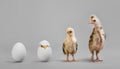 Chick and egg Royalty Free Stock Photo