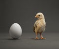Chick and egg Royalty Free Stock Photo