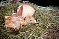 Chick egg and nest Royalty Free Stock Photo