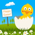 Chick into Eggshell Wishing a Happy Easter Royalty Free Stock Photo