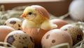 A chick emerging from an egg Royalty Free Stock Photo