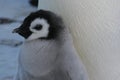 Chick (Emperor penguin) Royalty Free Stock Photo