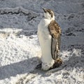 A chick of Emperor penguin (Aptenodytes forsteri) Royalty Free Stock Photo