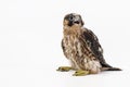 Chick falco peregrine Falco peregrinus on white background. 27 days old.