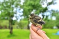 Chick fallen out of the nest