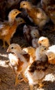 Chick in Farm Coop Royalty Free Stock Photo