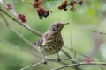 Chick of Fieldfare Royalty Free Stock Photo