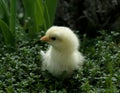 Chick. The first walk. Royalty Free Stock Photo