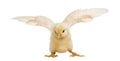 Chick flapping its wings (8 days old) Royalty Free Stock Photo