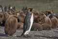 Chick following adult King Penguin in the Falkland Islands Royalty Free Stock Photo