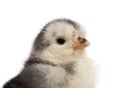 Chick in front of white background Royalty Free Stock Photo