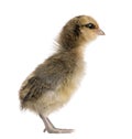 Chick in front of white background Royalty Free Stock Photo