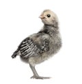 Chick in front of white background Royalty Free Stock Photo