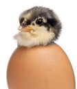 Chick, Gallus gallus domesticus, 3 days old
