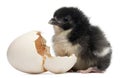 Chick, Gallus gallus domesticus, 8 hours old