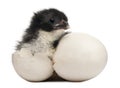 Chick, Gallus gallus domesticus, 8 hours old