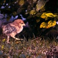 chick walking Royalty Free Stock Photo