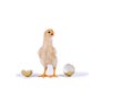 chick and golden egg in studio against a white background Royalty Free Stock Photo