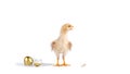 chick and golden egg in studio against a white background Royalty Free Stock Photo