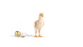 chick and golden egg in studio against a white background Royalty Free Stock Photo