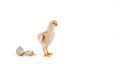 chick and golden egg in studio against a white background Royalty Free Stock Photo