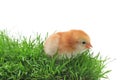 Chick in grass