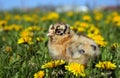 Chick in Grass in the spring Royalty Free Stock Photo