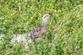 Chick of grouse in the mountains of the Northern Urals. Russia Royalty Free Stock Photo