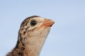 Chick of a guinea fowl Royalty Free Stock Photo