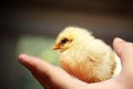 Chick on hand