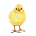 Chick hand drawn illustration. Small newborn baby chicken. Tiny yellow fluffy chick on white background. Small farm baby