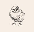 Chick Hand Drawn Sketch Vector illustration. Cute little chicken. Ink drawing. Farm. Poultry farming