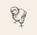 Chick Hand Drawn Sketch Vector illustration. Cute little chicken. Ink drawing. Farm. Poultry farming Royalty Free Stock Photo