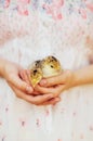 Chick on hand isolated on white background. Baby chicken in hand Royalty Free Stock Photo