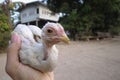 Chick on hand