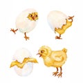 Chick hatches from the egg. Humor character. Watercolor Royalty Free Stock Photo