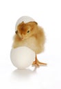 Chick hatching Royalty Free Stock Photo