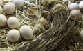 Chick hatching egg Royalty Free Stock Photo