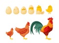 Chick Hatching from Egg. Process of Growth from Egg to Adult Hen or Rooster Icons Set. Cartoon Vector Illustration
