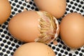 Chick hatching out of egg Royalty Free Stock Photo