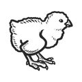 Chick icon, hand drawn style Royalty Free Stock Photo