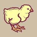 Chick icon, hand drawn style Royalty Free Stock Photo