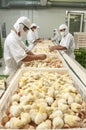 Chick inspection in poultry farm