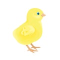 Chick vector illustration. Cute yellow baby chicken Royalty Free Stock Photo