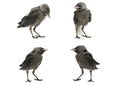 Chick jackdaws on a white background