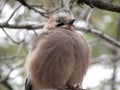 Chick Jay grew up and proudly displays its plumage