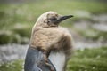 Chick King Penguin left on the elements, Volunteer Point