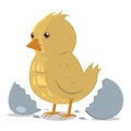 chick leaving cracked egg. Vector illustration decorative design Royalty Free Stock Photo